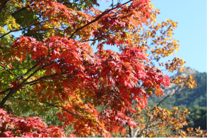 소공원부근 단풍 절정 사진 (10월 17일 속초기상대 제공)