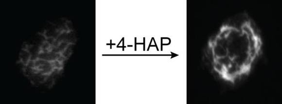 Treating cells with 4-HAP causes the protein myosin II to move to the cells' periphery, making them stiffer. Credit: Alexandra Surcel/Johns Hopkins Medicine