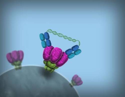Credit: Lance Hayashida/Caltech Marketing & Communications and the Bjorkman Laboratory/Caltech