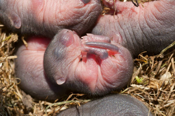 Mouse pups (stock image). © Valeriy Kirsanov / Fotolia