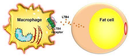 여분의 지방이 당뇨병로 이어지는 메커니즘©UC San Diego School of Medicine