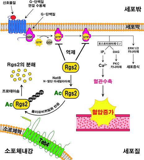그림설명. 혈압 조절에 중요한 G-단백질 신호 전달 조절인자 Rgs2 분해 과정