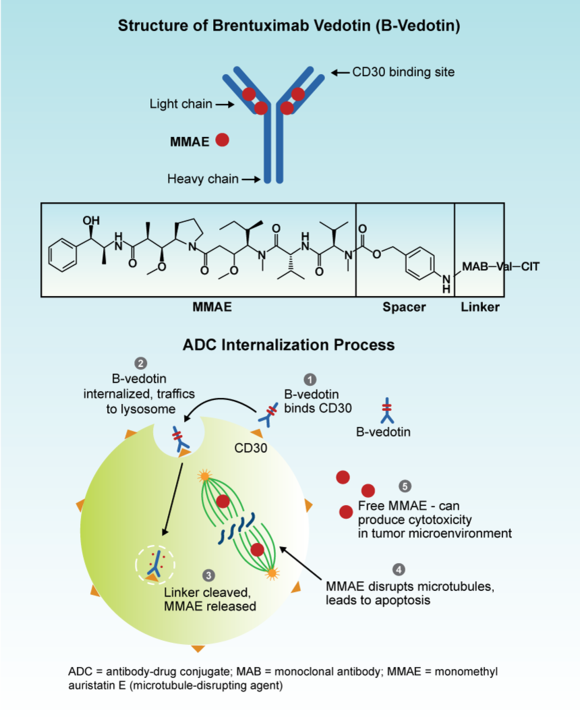 그림설명: brentuximab vedotin의 구조와 작용 방식