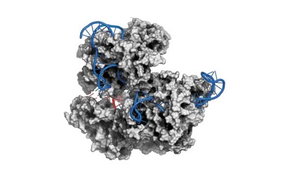 CRISPR2 ©MOLEKUUL/SPL