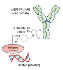 (그림 설명) 2 중 교차 링커인 sulfo-SMCC 에 의해 anti-EGFRmAB cetuximab–IgG 를 protamine 에 연결시키고 protamine 은 전기적 상호작용에 의해 siRNAs 와 결합시켜 개발한 항체-siRNA 의 모식도.