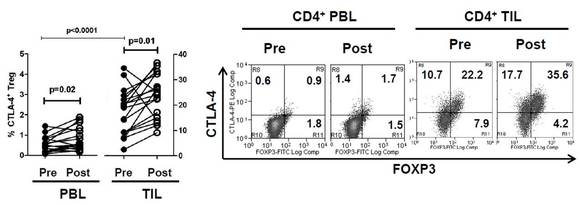 Cetuximab 치료 전 후로 두부 경부 환자들의 종양과 혈액에서 CTLA-4+ Treg 의 빈도가 증가된 결과를 보여주고 있음.