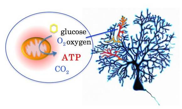 ⒸMineko Kengaku, Kyoto University's Institute for Integrated Cell-Material Sciences (iCeMS)