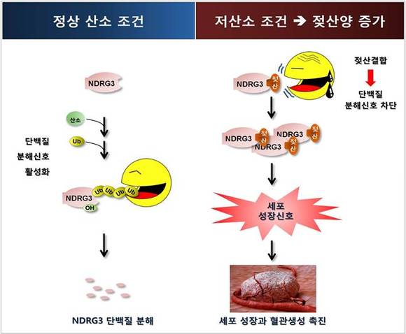 그림 1. 젖산 및 NDRG3 작용에 대한 흐름도.