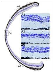 Stem Cell