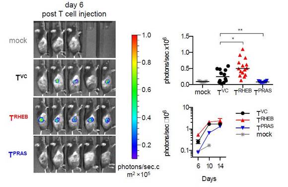 (그림 설명) EL4-NP 종양을 갖고 있는 생쥐에 Firefly luciferase+ TRHEB, TPRAS, TVC 나 mock-transduced CD8+ T 세포를 주입한 후 T 세포의 축적을 바이오 형광을 통해 측정한 결과.