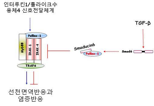 그림1. 스매듀신6와 펠리노1 단백질의 결합에 의한 TLR4 신호전달 기전의 억제를 보여주는 그림.