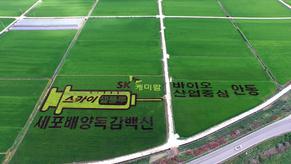 SK케미칼이 국내 최초 세포배양 독감백신 ‘스카이셀플루’를 기념해 선보인 유색벼의 항공사진. 수확미는 오는 10월 안동시를 통해 소외계층에 전달될 예정이다.