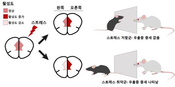 그림 1. 스트레스를 받은 쥐의 양쪽 전전두엽의 활성도 차이