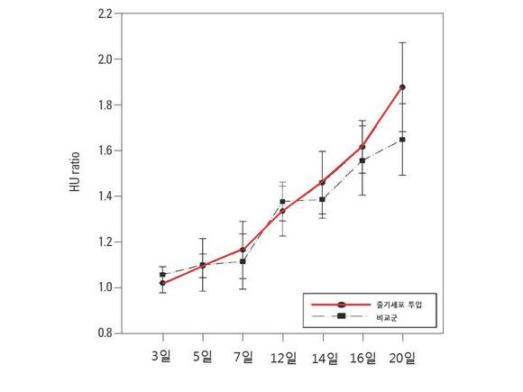 20일간 CT 관찰결과 줄기세포를 투입한 쪽의 골형성이 더 촉진됐다.
