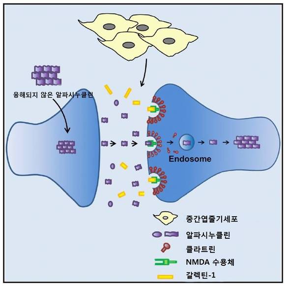 (모식도 1) NMDA 수용체를 통해 다른 뇌 세포로 전파되는 알파시누클린을 중간엽줄기세포에서 분비된 갈렉틴-1이 억제하는 과정