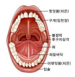 구강의 해부구조;국가암정보센터