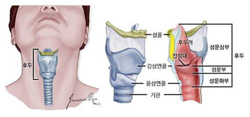 목(경부)에서 후두의 위치와 구조;국가암정보센터