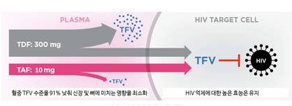 TAF 작용기전