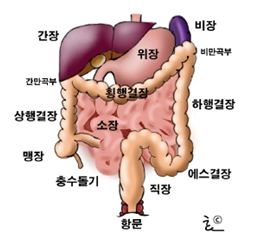 대장의 구조 : 자료 대한대장항문학회