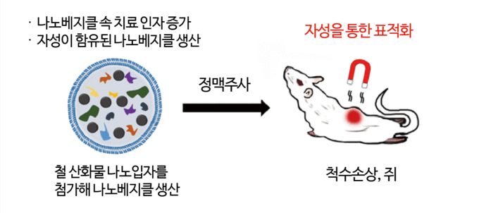 동물모델에서 나노베지클을 이용한 치료 모식도