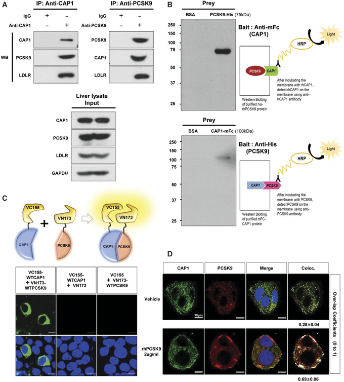 Figure 1 CAP1 directly interacts with PCSK9. (A) Immunoprecipitation of endogenous CAP1 or PCSK9 from liver lysates of C57/BL6 wild-type mice. (B) Far-western blot analysis of mFc-hCAP1 and hPCSK9-His. (C) Bimolecular fluorescence complementation assay visualizing the interaction between hCAP1 and hPCSK9 in living cells. Green fluorescence was observed when CAP1 and PCSK9 fused to each fragment (pVC155 and pVN173) and were both expressed (left panel). However, when human CAP1 or PCSK9 was expressed alone, no fluorescence was detected (middle and right panel, respectively). (D) Colocalization of CAP1 and PCSK9 as determined by immunofluorescent staining of HepG2 cells exogenously treated with recombinant hPCSK9.Overlap coefficients: mean ± standard deviation.