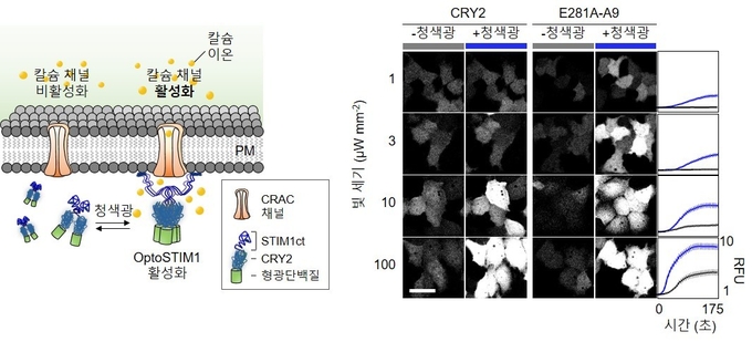 OptoSTIM1과 monSTIM1 기술과 세포 내 칼슘 농도의 관계