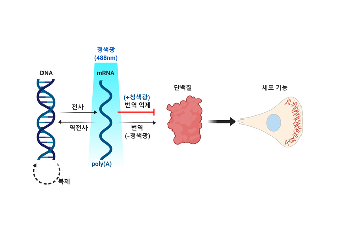 그림 1. mRNA-LARIAT 광유전학 기술로 전령RNA(mRNA)의 이동과 단백질 합성을 조절하는 모식도.