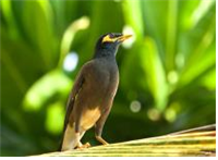 검은목갈색찌르레기(Acridotheres tristis)