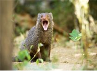 작은몽구스(Herpestes auropunctatus)