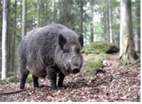 줄무늬멧돼지(Sus scrofa vittatus)