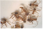 긴다리비틀개미(Anoplolepis gracilipes)