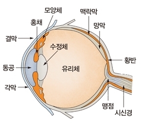 눈 안구