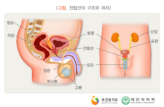 Please be aware of the initial symptoms of prostate cancer! 8